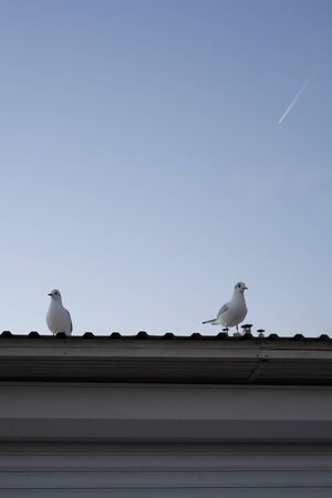 Sea gulls are sitting on the roof of the house. Early autumn morning. Blue sky and airplane in the distance.の写真素材