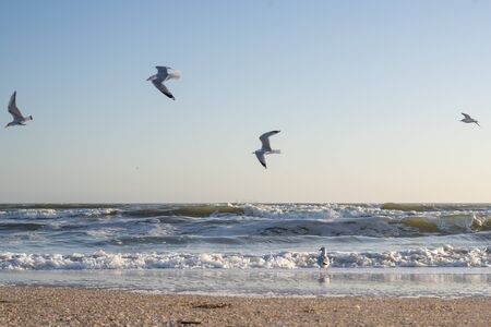 Many sea gulls by the sea on a sunny winter dayの写真素材