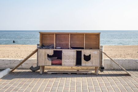 Homeless cats among people on the seashore. House for catsの写真素材