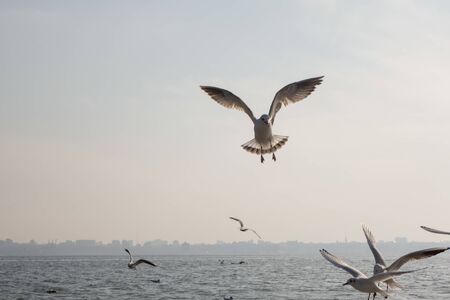 Seagulls and pigeons on the seashore on the beach on a sunny spring day