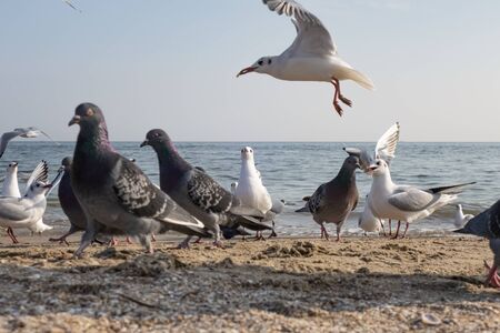 Seagulls and pigeons on the seashore on the beach on a sunny spring day