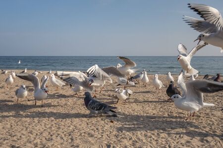 Seagulls and pigeons on the seashore on the beach on a sunny spring dayの写真素材