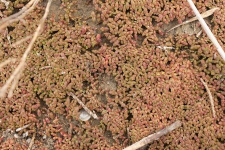 Shallow grass on the swampy shore of the lake. Carpet made of grassの写真素材