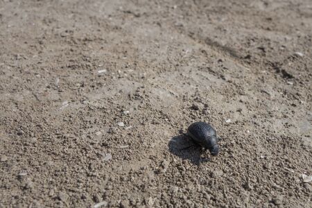 A large black beetle crawls on the sand in the wildの写真素材