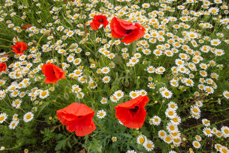 Beautiful wild-growing wild flowers of chamomile and poppies.の写真素材