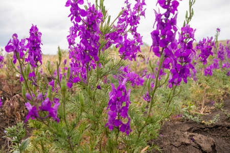 Purple flowers in the field. Creative vintage background.