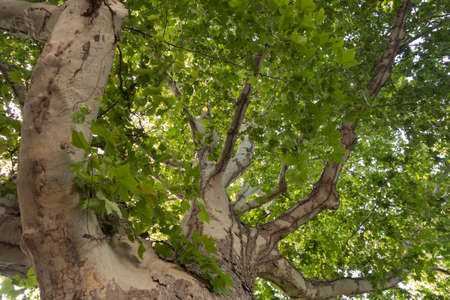 Sycamore. Crown of a centuries-old tree on the city boulevard, bottom viewの写真素材
