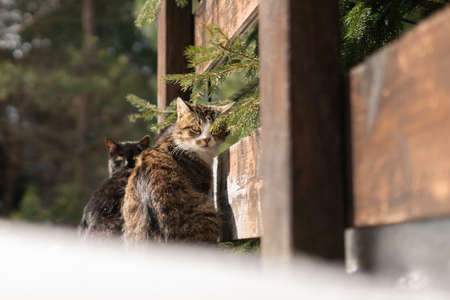 Three cats are sitting near the fence near the spruce. Selective focus.
