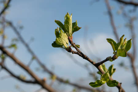 Young blossoming chestnut leaves against the blue sky