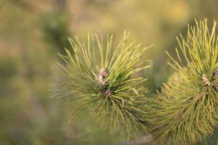 Young shoots of pine cones and pine branches. Selective focusの写真素材