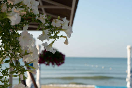 Flowers as decoration at the beach bar before opening on an early sunny morningの写真素材