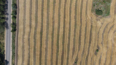 Wheat field in summer by the sea after harvest. Aerial view