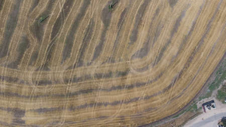 Wheat field in summer by the sea after harvest. Aerial viewの写真素材
