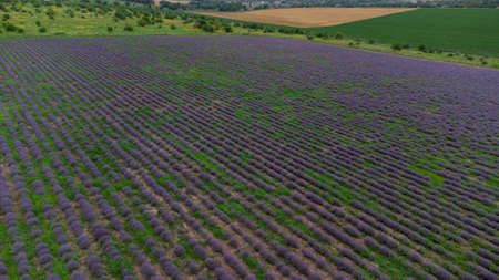 People are photographed in a lavender field. No faces are visible. Fashionable photo sessionの写真素材