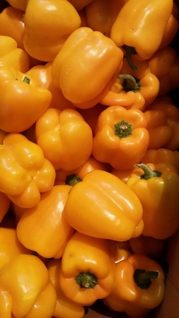 Yellow bell peppersの素材