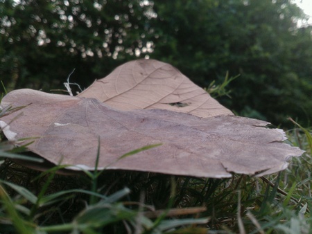 Green grassの素材