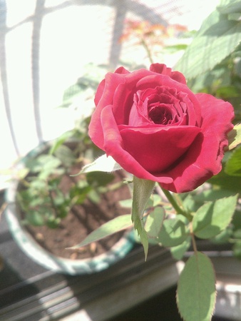 Red roseの素材
