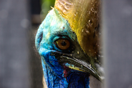 close up eye southern cassowary