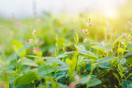 Flowers along the way on the ground with fair lighting.の写真素材