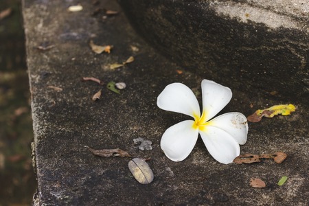 White flowers are placed on the floor.の写真素材