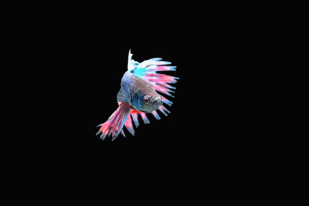 Fighting fish on black backgroundの写真素材