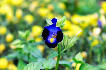 Torenia colorful purple flowers