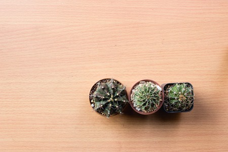 Top view three cactus photos are placed on wooden boards.の写真素材