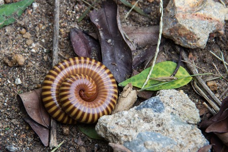 Millipede rolls on the floor.の写真素材