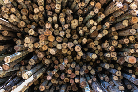 Stacked woodの写真素材