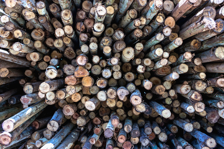 Stacked woodの写真素材