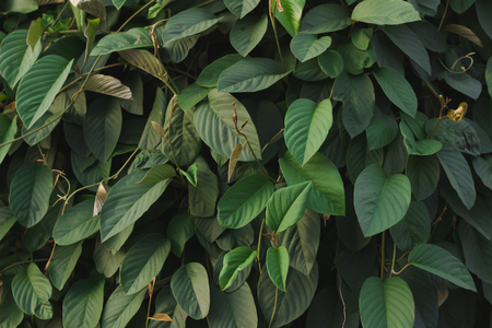 Green foliage background image