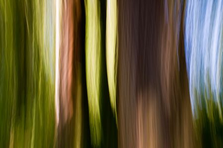 An in camera abstract of cedar trees in the woods in the Washington Park Arboretum.の写真素材