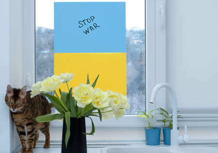 Yellow tulips and a domestic cat on the background of the Ukrainian flag on the window. The concept...
