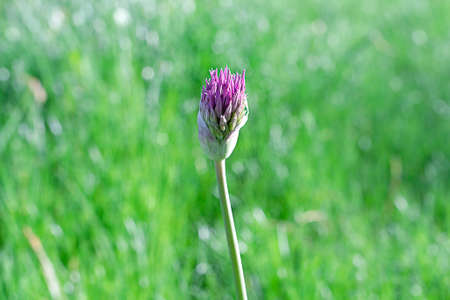 A beautiful single purple flower in a green meadow. Close-up.
