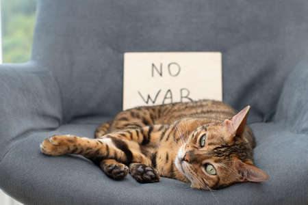 Animals. The concept is no war. A beautiful purebred Bengal cat lies on a chair.の写真素材