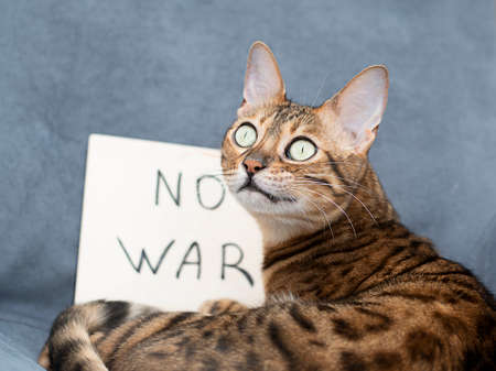 Animals. The concept is no war. A beautiful purebred Bengal cat lies on a chair.の写真素材