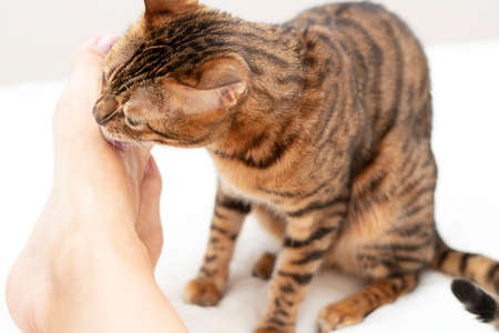 Animal. A homemade Bengal beautiful tabby cat licks the female smooth legs of its mistress with a rough tongue. close-up.の写真素材