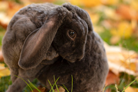 A beautiful and cute gray rabbit sits in a park on the grass with autumn leaves. Symbol of the year....