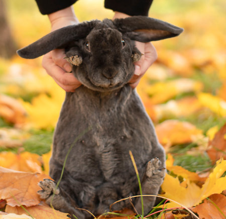 Female hands gently hold the muzzle of a beautiful gray plush rabbit with long ears in the park on the street. Symbol of the year 2023. Concept. close-up. soft focus.の写真素材
