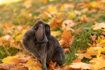 A beautiful and cute gray rabbit sits in a park on the grass with autumn leaves. Symbol of the year. Chinese concept. close-up. soft focus.の写真素材