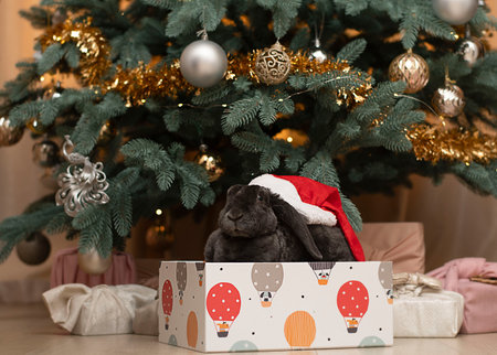 christmas concept. Black water rabbit in a gift box under the Christmas tree in a home interior....