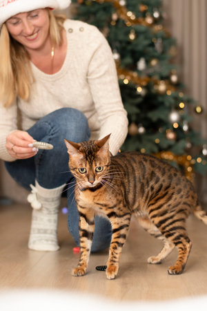 Christmas 2023 deconcept. A girl in a santa claus hat and a beautiful domestic striped thoroughbred...