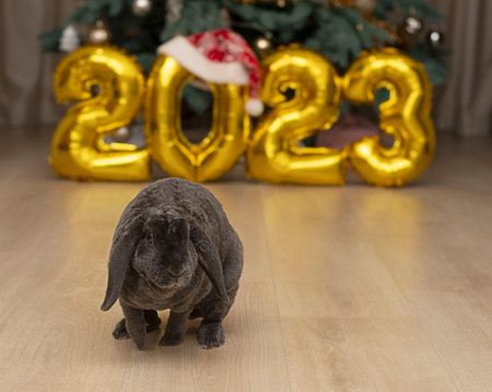 Live Rabbit against the background of golden numbers 2023 in a Christmas interior. Symbol of the new...