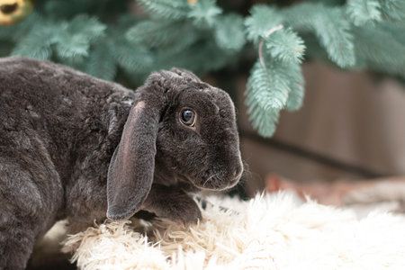 Symbol of 2023. Christmas concept. Easter. The muzzle of a beautiful gray plush domestic rabbit close-up. soft focus. copyspace.の写真素材