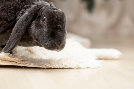 Symbol of 2023. Christmas concept. Easter. The muzzle of a beautiful gray plush domestic rabbit close-up. soft focus. copyspace.の写真素材