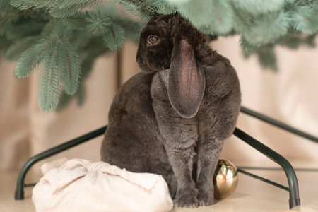 Animal. Symbol of 2023. Christmas concept. beautiful and cute gray plush decorative rabbit sits under the christmas tree. close up.の写真素材