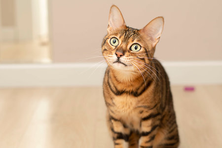 Animal. Beautiful red leopard bengal cat plays with rubber bands in the home interior. Beige background. concept. freetheleopardsの写真素材