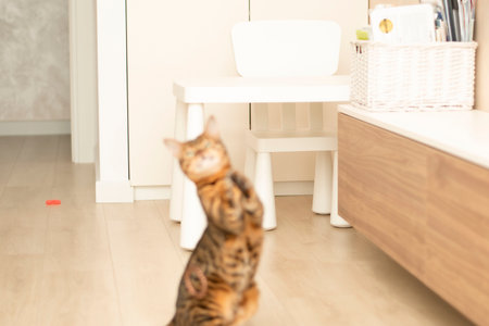 Animals. Beautiful striped leopard ginger domestic bengal cat plays with multi-colored rubber bands in the home interior.の写真素材