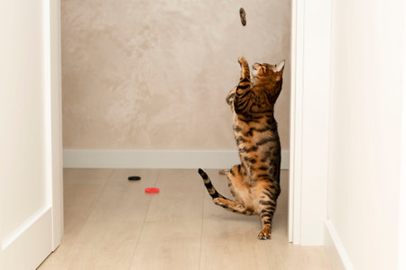 Animals. Beautiful striped leopard ginger domestic bengal cat plays with multi-colored rubber bands in the home interior.の写真素材