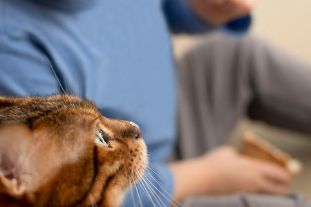 A small child feeds ice cream from a finger to a domestic red leopard Bengal cat. Close-up. Soft...